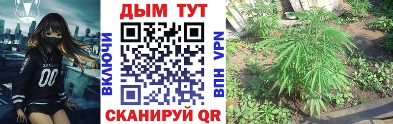 Конопля гибрид Мыски